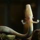 A mature olm (image: Iztok Medja)